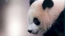 الصين تخصص مليار ونصف دولار لإنشاء بيت للباندا