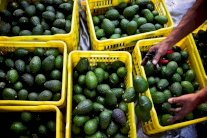 أفوكادو المكسيك ذهب أخضر!