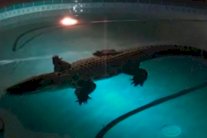 العثور على تمساح في منزل عائلة أميركية بفلوريدا