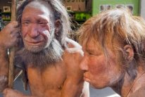 تنمية أدمغة نياندرتال مصغرة في المختبر