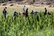 هل يدعم تشريع الحشيشة لأغراض طبية إقتصاد لبنان؟