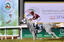 عالم واحد و5 قارات يجمعان 1200 مهتماً بالخيول في العاصمة أبوظبي