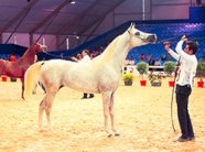 إنطلاق الدورة السابعة لمعرض الفرس للجديدة 2014