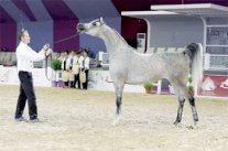 حضور مميز لجياد 