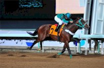 نادي الفروسية بالرياض يقيم حفل سباقه الـ 36