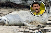 البرازيليون يطلقون على 