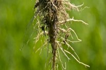 إيقاف فريق ناشئين من الباراغواي يحمل 400 كلغ من القنب الهندي