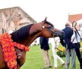 الخالدية تواصل تألقها في مسابقات جمال الخيل في بلجيكا 