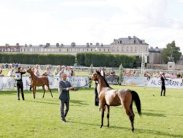 ختام بطولة المربين الأوروبيين لجمال الخيل العربية في فرنسا