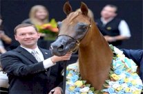 مربط المحمدية يحقق ذهبية المهرات في بطولة كندا لجمال الخيل العربية 