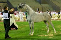 إنطلاق بطولة كأس منتجي الخيل العربية الأصيلة الثالثة بالطائف 