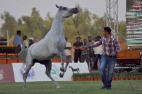 اكتمال الاستعدادات لبطولة كأس منتجي الخيل العربية الثالثة