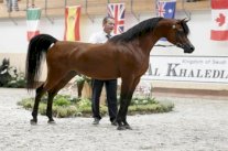 اسطبلات الخالدية تتميز في كأس براغ لجمال الخيل 