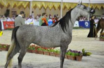 بطولة منتجي الخيل العربية الثالثة بالطائف تواصل منافساتها