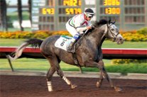 مهرجان منصور بن زايد يعيد البريق للخيول العربية في أمريكا