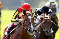  الذهبية لقطر والفضية للسعودية في قفز الحواجز باسياد 2014