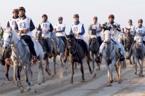 9.5 ملايين درهم جوائز كأس محمد بن راشد للقدرة