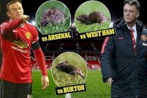 مانشستر يونايتد يخوض معركة مع الفئران في أولد ترافولد