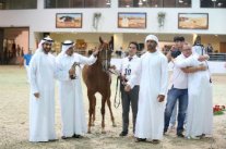 اختتام منافسات مهرجان الشارقة للجواد العربي