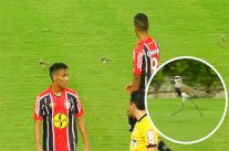 الطيور تقتحم الميدان وتوقف مباراة رسمية في البرازيل 