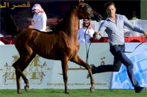 مركز الملك عبدالعزيز يشارك في بطولة جمال الجواد 