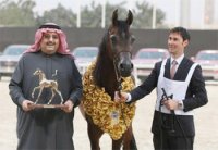 اختتام بطولة قطر الدولية لجمال الخيل العربية