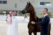 الخيول السعودية تسطع من جديد في دبي