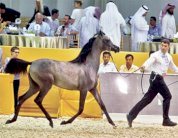 خيول سلطان بن زايد تنال النصيب الاكبر من الجوائز 