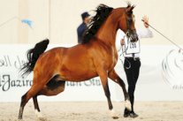 انطلاق البطولة السادسة لجمال الخيل العربية الخميس 