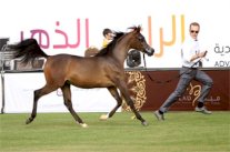 الخالدية وعذبة و النايفات يتألقون في بطولة جمال الخيل