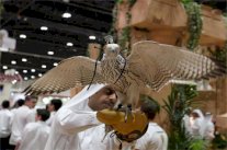 معرض أبوظبي الدولي للصيد والفروسية وجهة لصقاري العالم