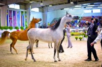 النعيمي يشهد انطلاق النسخة الـ 14 من بطولة عجمان لجمال الخيل