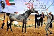 حميد النعيمي يشهد ختام منافسات بطولة جمال الخيل العربي