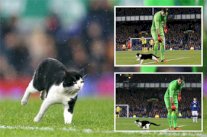 قط مشاغب يقتحم مباراة بكأس إنكلترا‏ ويتسبب في إيقافها