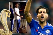 تشيلسي يطرد عاملاً أرسنالي وصف فابريغاس بـ 