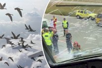 طيور تهشم زجاج طائرة نادٍ تركي شهير وتُجبرها على الهبوط!