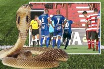 في البرازيل... ثعبان يقتحم ملعباً وحكم اللقاء يوقف اللعب فوراً!