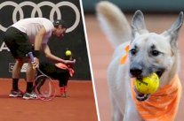 كلاب مدربة في ملاعب التنس لجمع الكرات وإعادتها للاعبين!