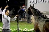 271 خيلاً تستعرض جمالها في الفجيرة 