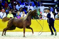 225 جواداً يشاركون في منافسات بطولة دبي لجمال الخيول