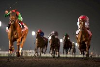 الخيول الإماراتية والاميركية مرشحة للقب النسخة 21 من كأس دبي العالمية