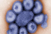 بعد زيكا، فيروس 