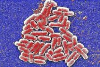 اكتشاف نوع بكتيريا 