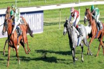 فرنسا على موعد مع سباق التحمل المقبل للخيول العربية الأصيلة