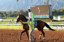 مهرجان منصور بن زايد العالمي للخيول يحل في أرض السامبا