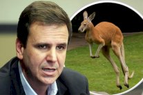 عمدة ريو دي جانيرو ساخراً: سأجلب حيوانات الكنغر للوفد الأسترالي