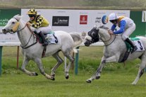 7 سباقات لكأس مزرعة الوثبة بمهرجان هارفورد للخيول العربية