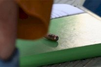 طلقة طائشة تخترق جدار المركز الصحافي للفروسية