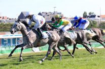 شاهر يظفر بكأس زايد للخيول العربية الأصيلة في بلجيكا