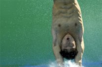 ذهبية الغطس من منصة متحركة 3 م للصيني كاو